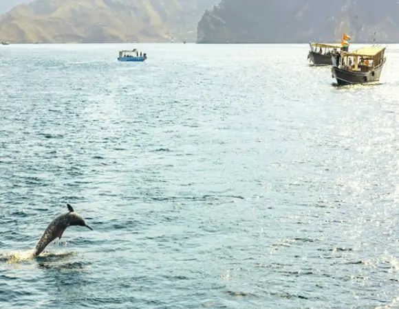 Muscat - Dolphin watching & Snorkeling