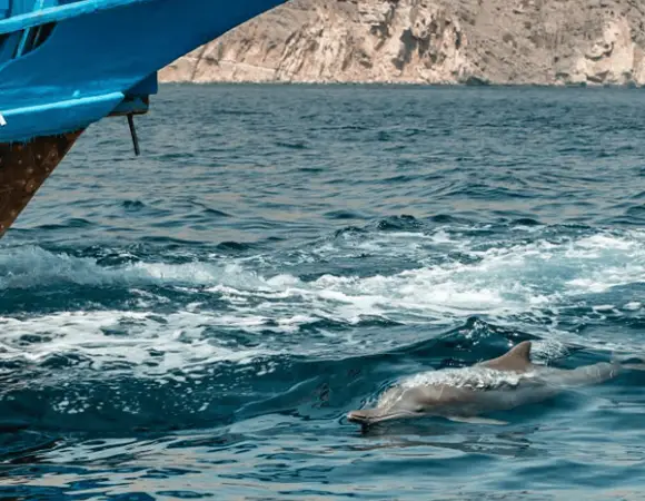 Muscat - Dolphin watching in marina Bandar